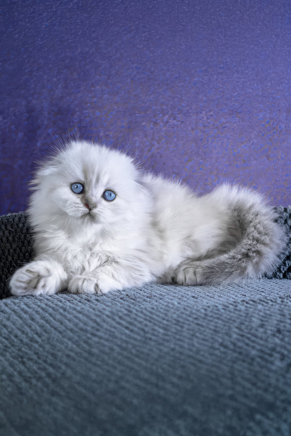 Baffi | Scottish Fold Longhair Kitten