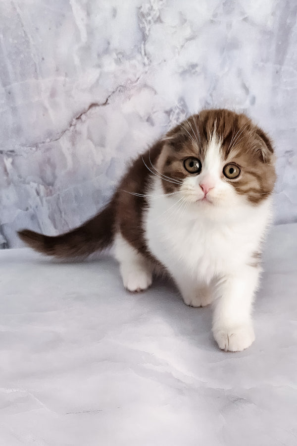 Baileys | Scottish Fold Kitten