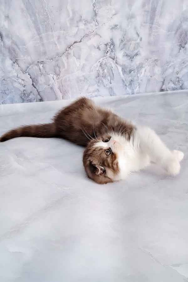 Baileys | Scottish Fold Kitten