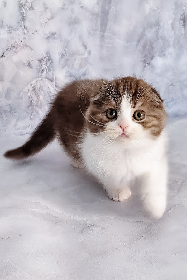 Baileys | Scottish Fold Kitten