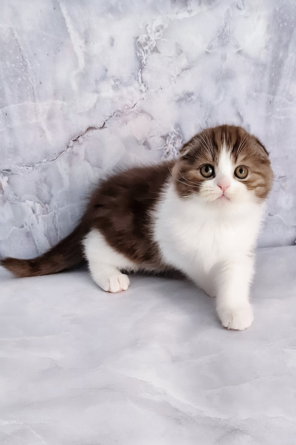 Baileys | Scottish Fold Kitten