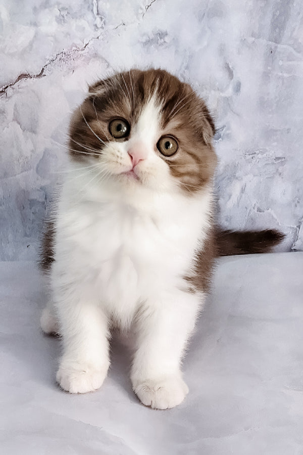 Baileys | Scottish Fold Kitten