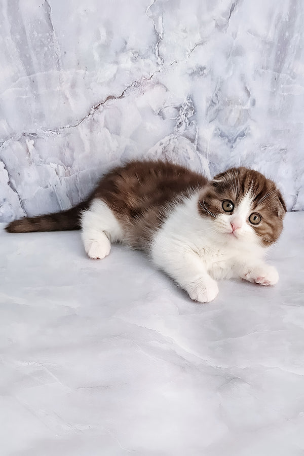 Baileys | Scottish Fold Kitten