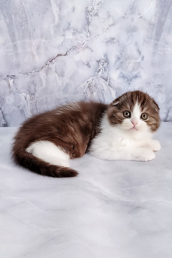 Baileys | Scottish Fold Kitten