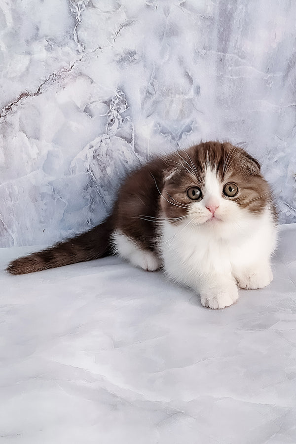 Baileys | Scottish Fold Kitten