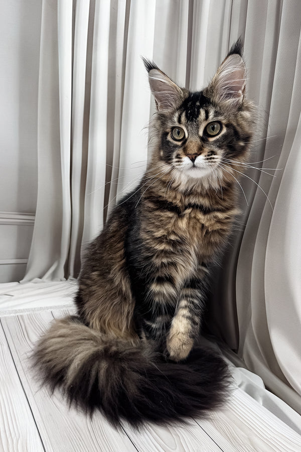 Ballea | Maine Coon Kitten