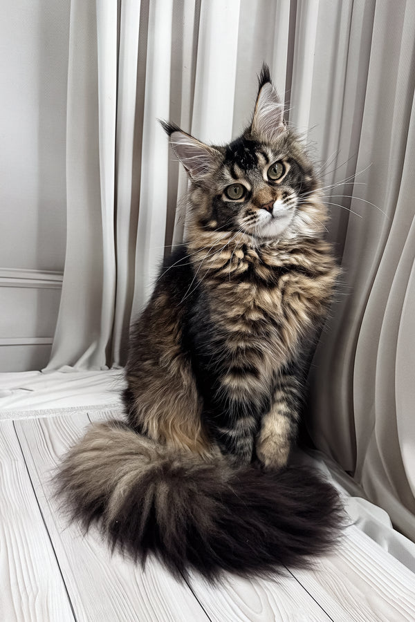 Ballea | Maine Coon Kitten