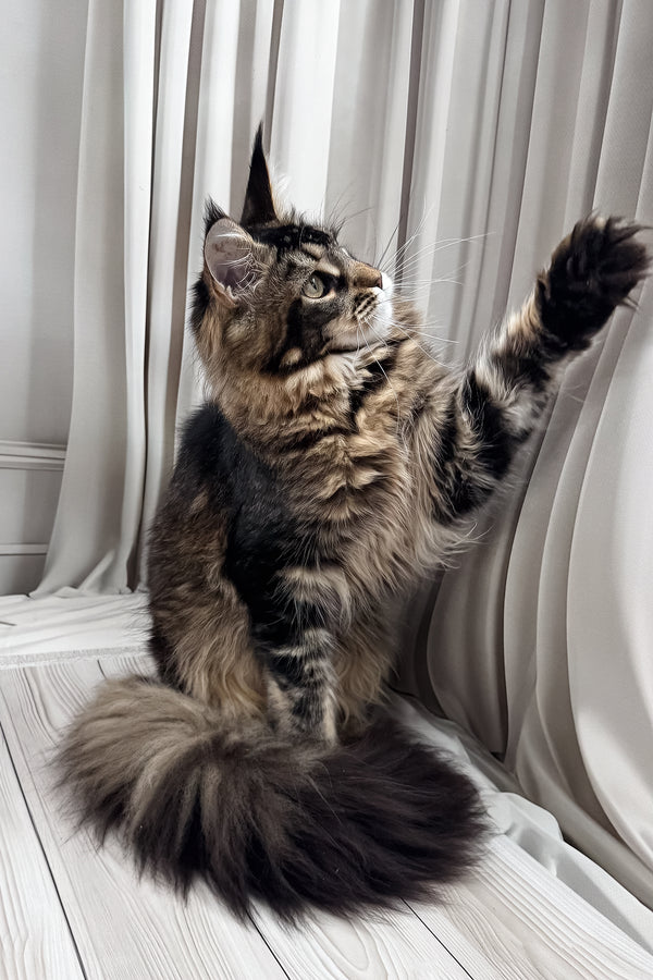 Ballea | Maine Coon Kitten