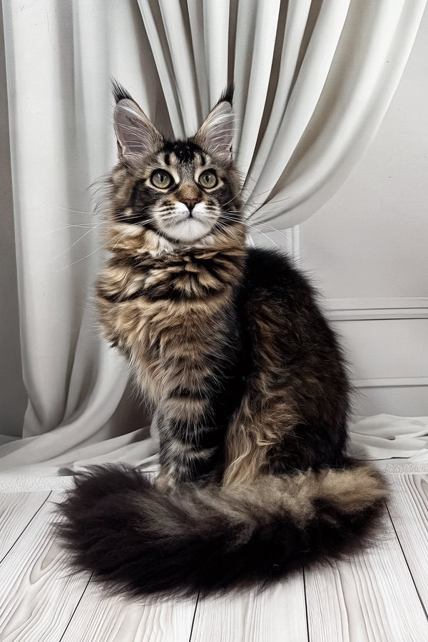 Ballea | Maine Coon Kitten