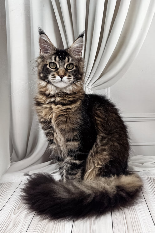Ballea | Maine Coon Kitten