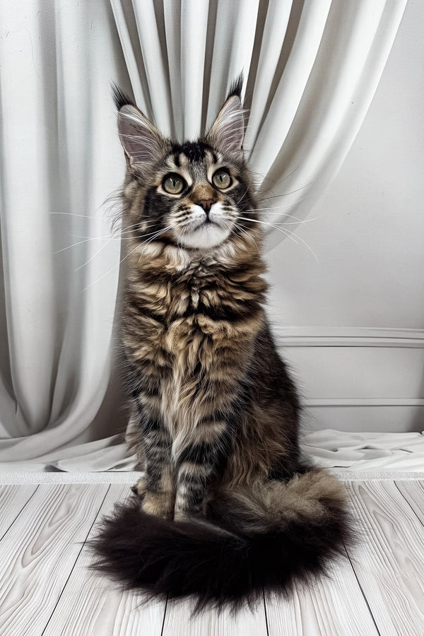 Ballea | Maine Coon Kitten