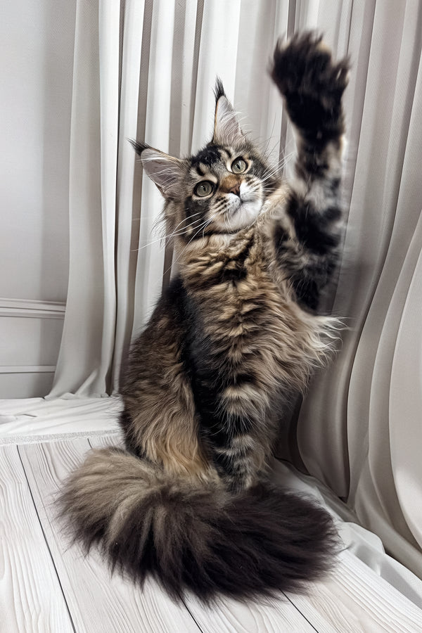 Ballea | Maine Coon Kitten