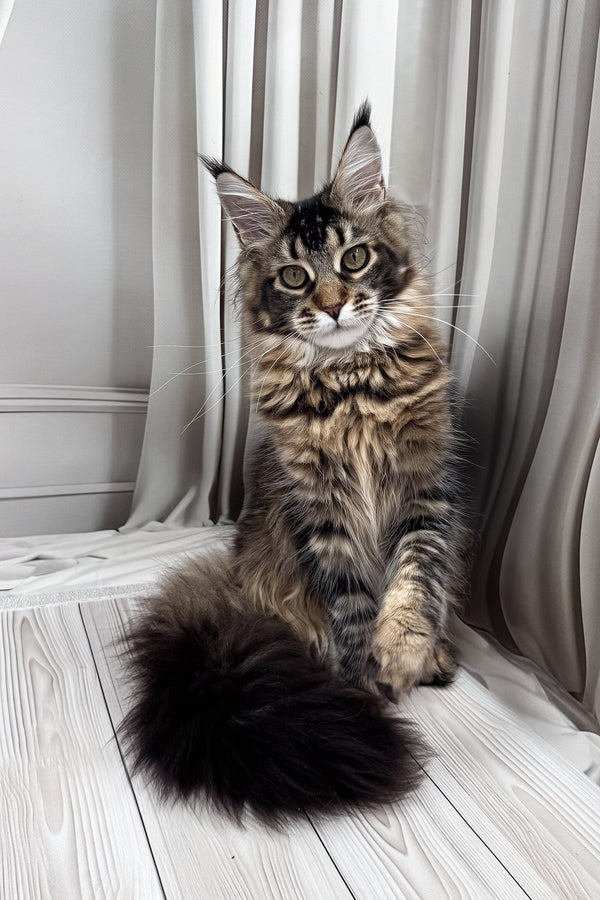 Ballea | Maine Coon Kitten
