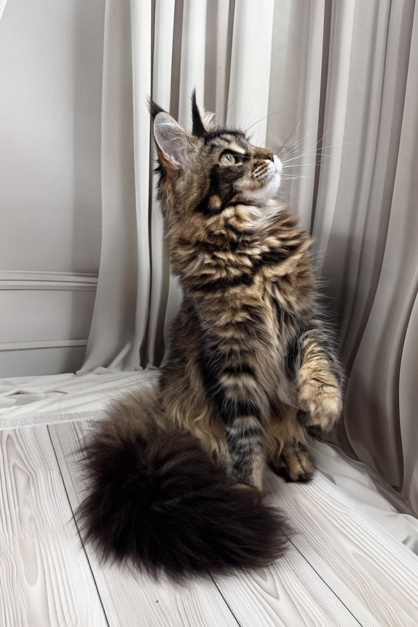 Ballea | Maine Coon Kitten