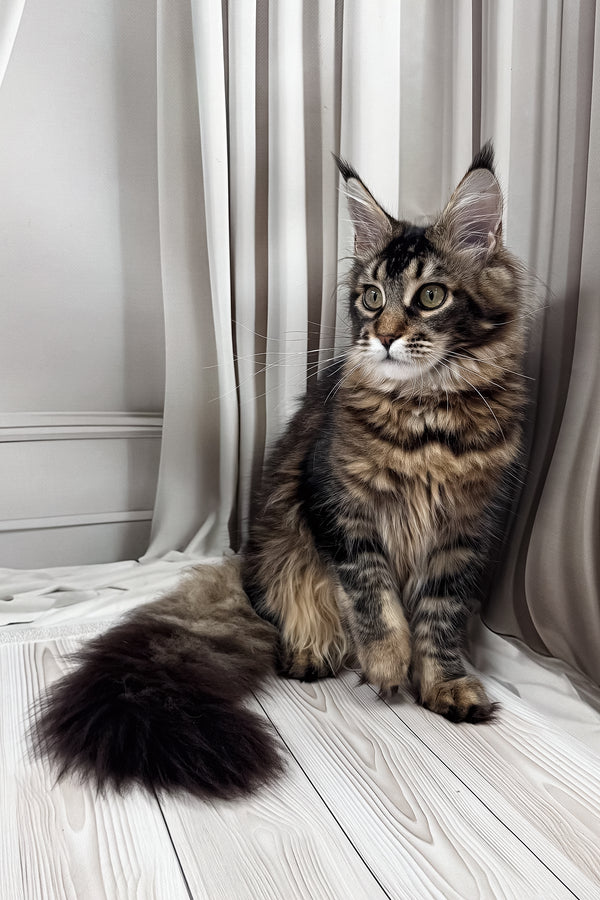 Ballea | Maine Coon Kitten