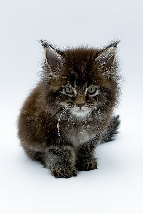 Bambey | Maine Coon Kitten