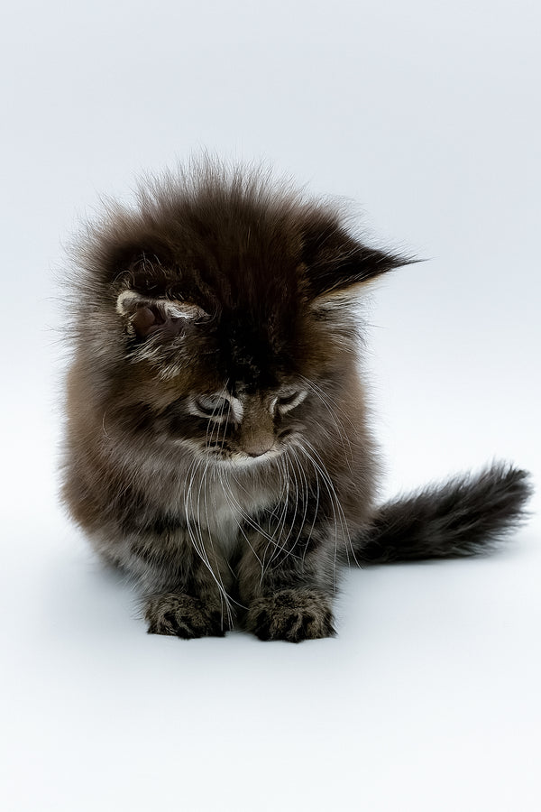 Bambey | Maine Coon Kitten
