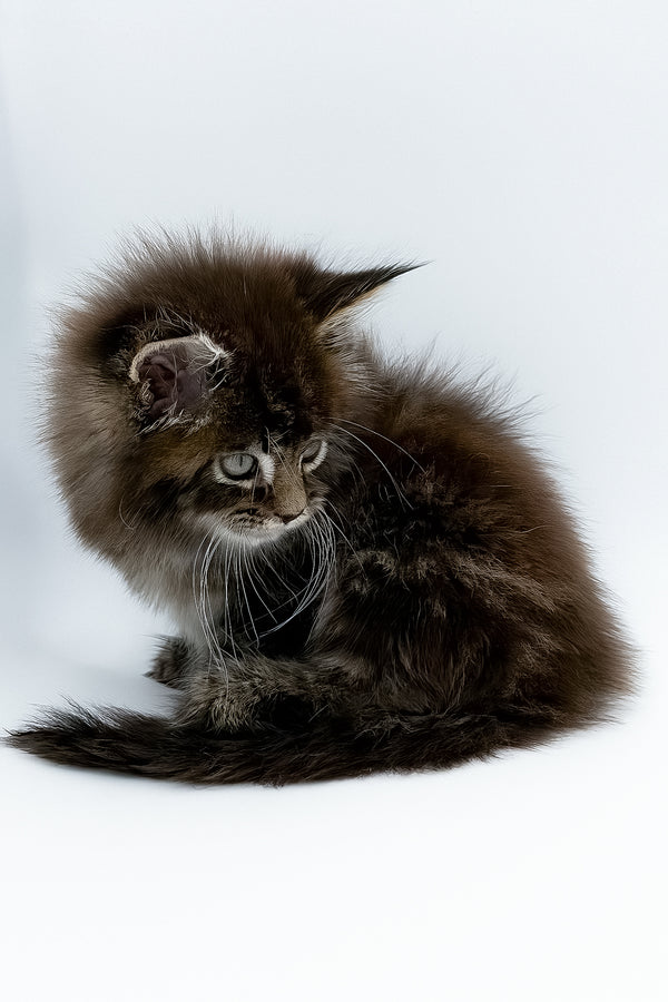 Bambey | Maine Coon Kitten