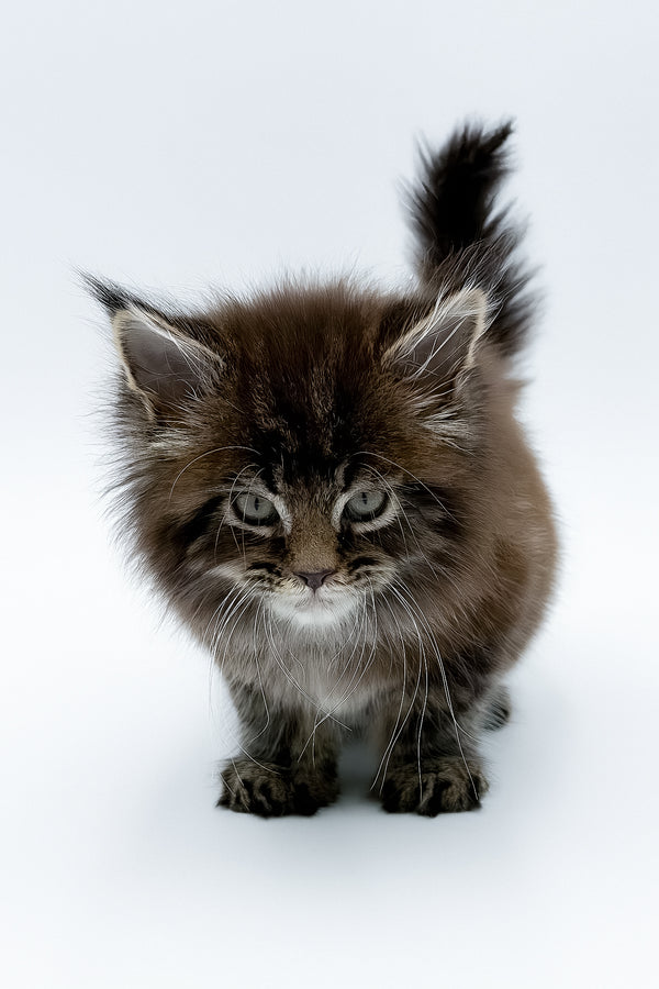 Bambey | Maine Coon Kitten