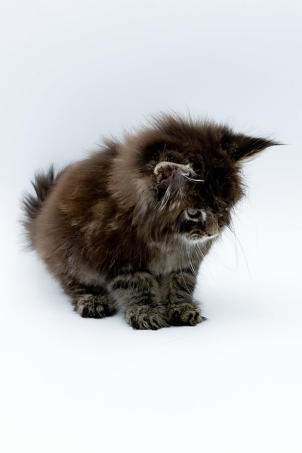 Bambey | Maine Coon Kitten