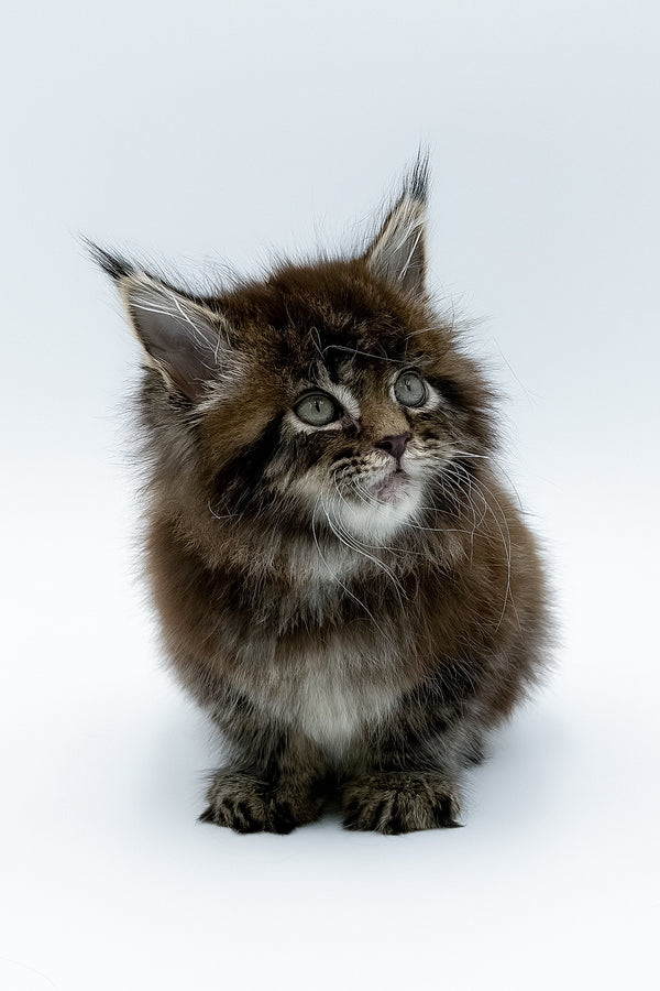 Bambey | Maine Coon Kitten