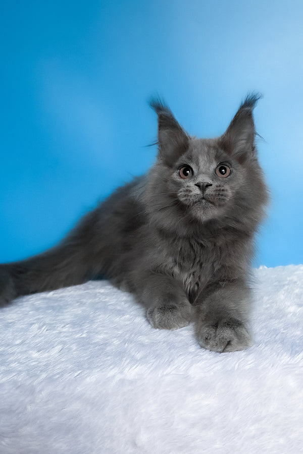 Barbi | Maine Coon Kitten