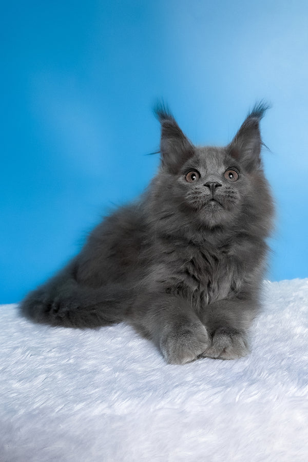 Barbi | Maine Coon Kitten