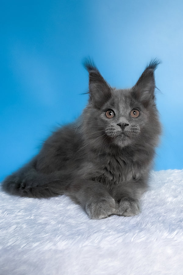 Barbi | Maine Coon Kitten