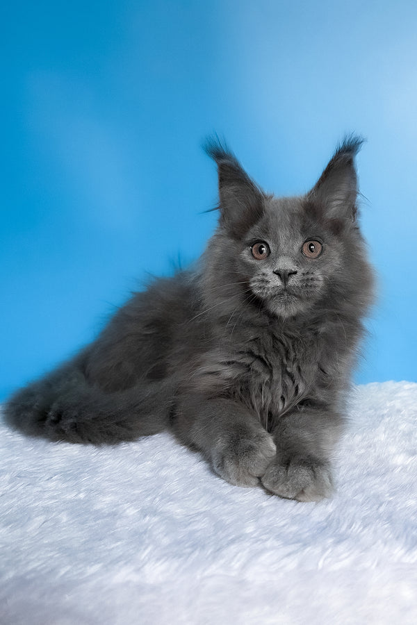 Barbi | Maine Coon Kitten