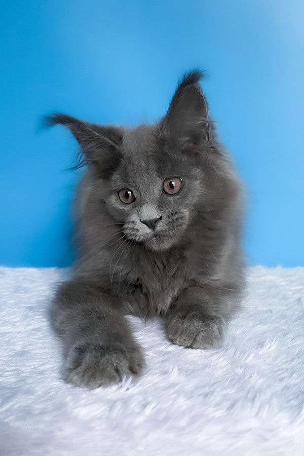 Barbi | Maine Coon Kitten