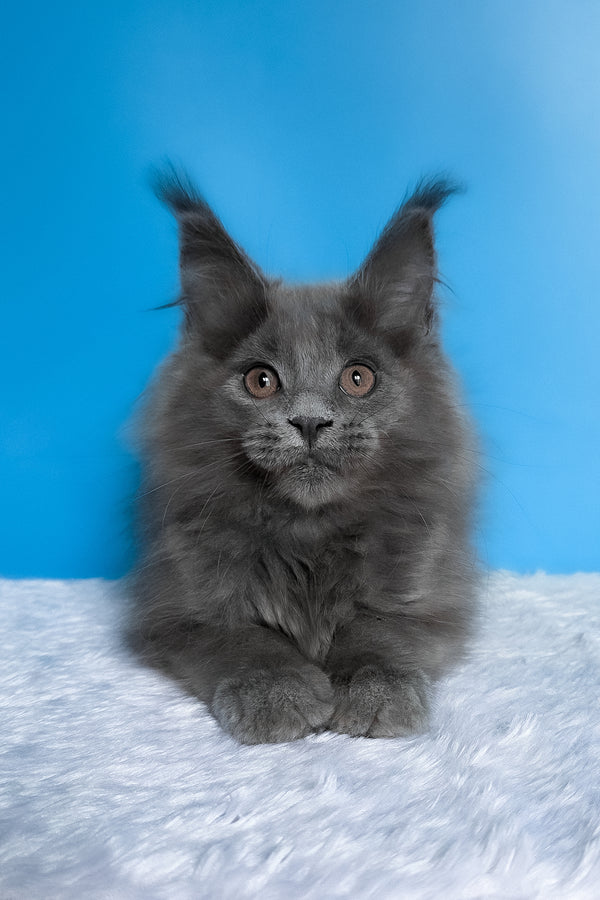 Barbi | Maine Coon Kitten