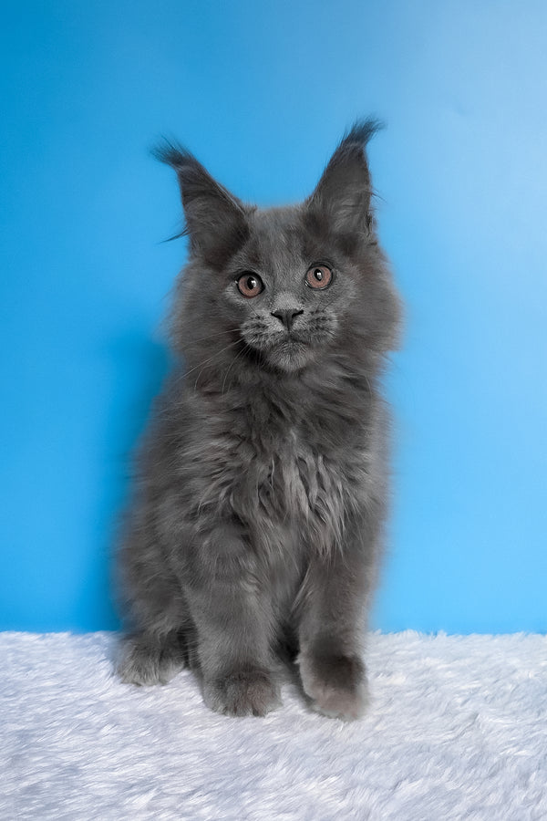 Barbi | Maine Coon Kitten