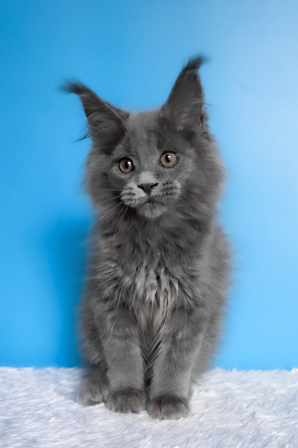Barbi | Maine Coon Kitten