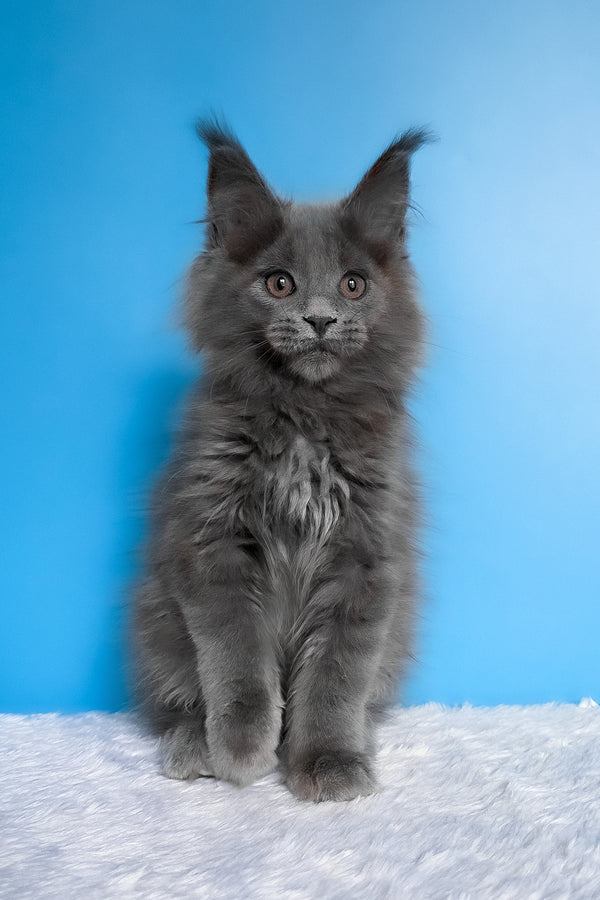 Barbi | Maine Coon Kitten