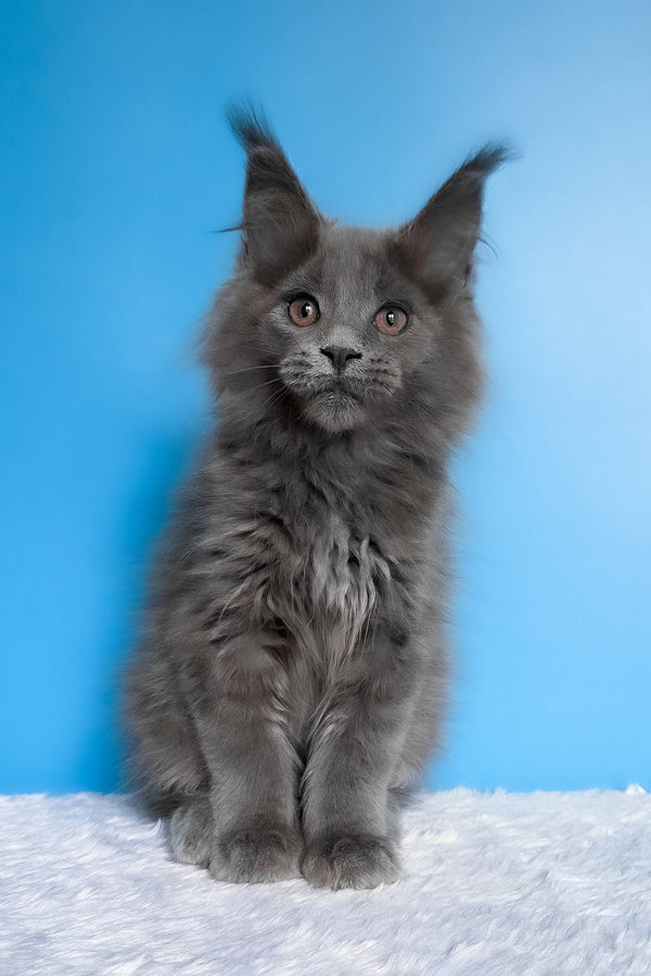 Barbi | Maine Coon Kitten