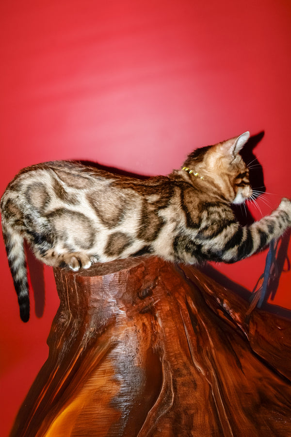 Bari | Bengal Kitten