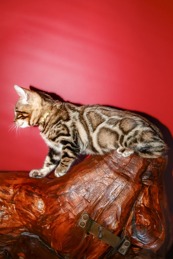 Bari | Bengal Kitten