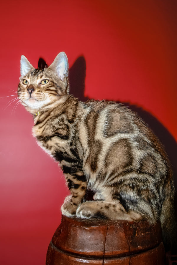 Bari | Bengal Kitten