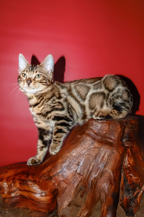 Bari | Bengal Kitten