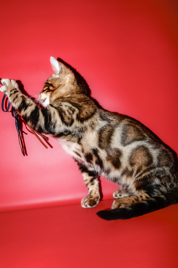 Bari | Bengal Kitten