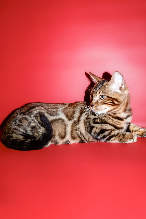 Bari | Bengal Kitten