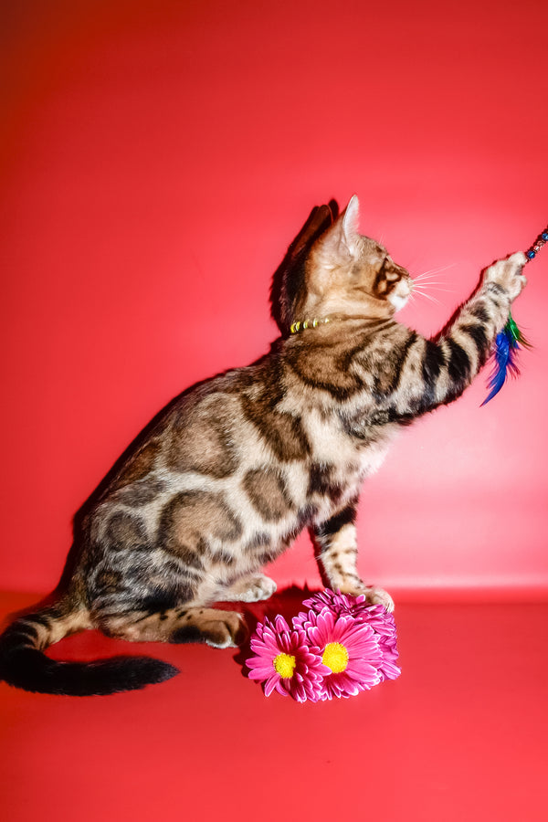 Bari | Bengal Kitten