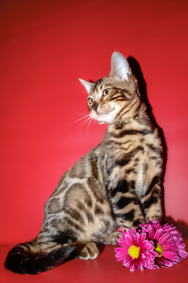 Bari | Bengal Kitten