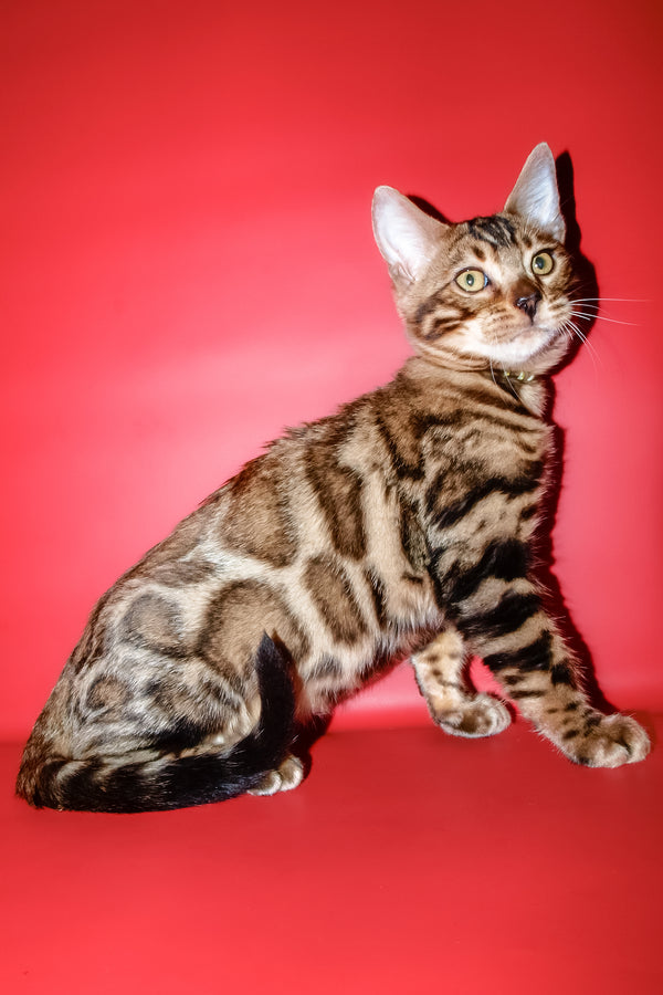 Bari | Bengal Kitten
