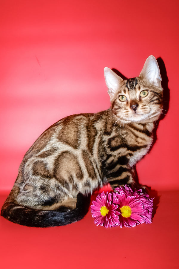 Bari | Bengal Kitten