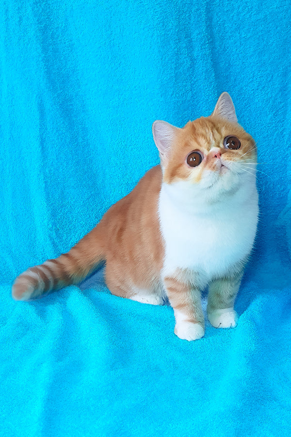 Baron | Exotic Shorthair Kitten