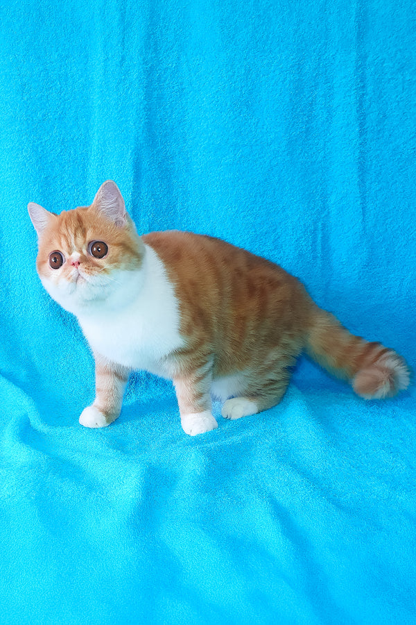 Baron | Exotic Shorthair Kitten