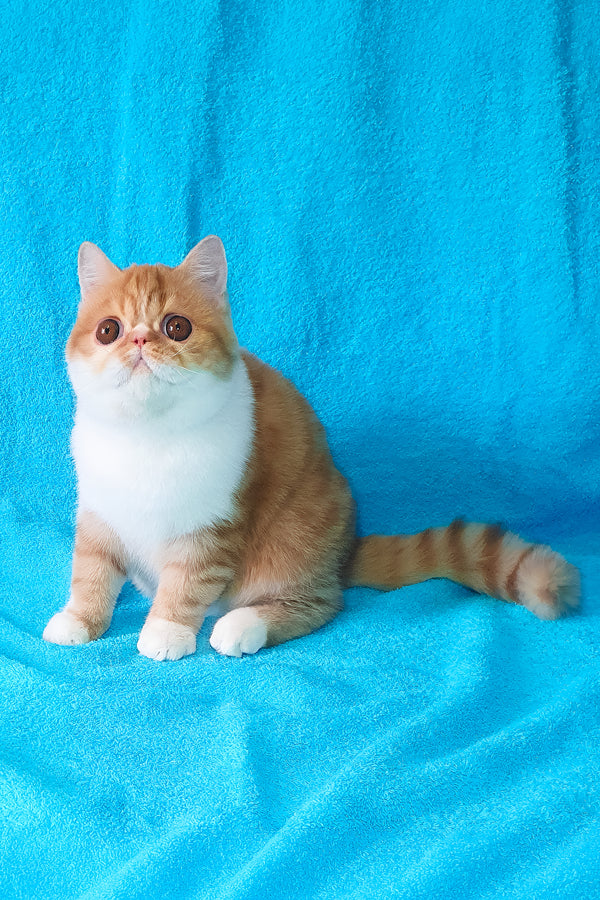 Baron | Exotic Shorthair Kitten