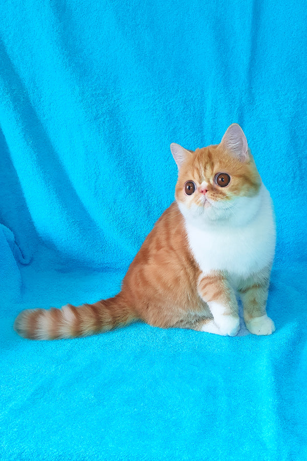 Baron | Exotic Shorthair Kitten