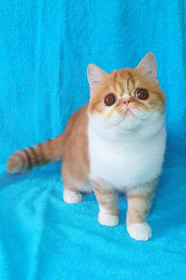 Baron | Exotic Shorthair Kitten